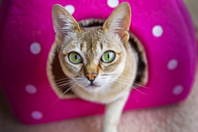 動機 猫 オスメス 飼い やす さ 100 で最高の画像